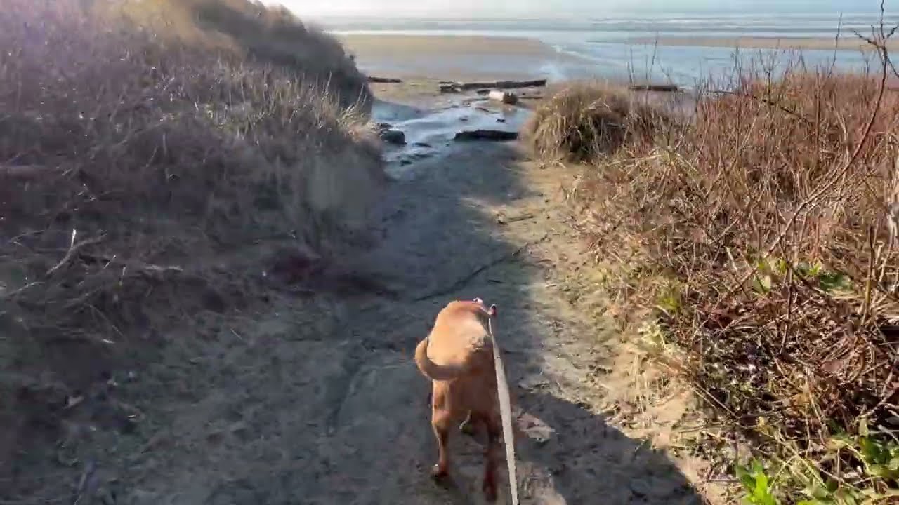 Visit Driftwood Beach on the Oregon Coast Wheelchair Accessible!!!