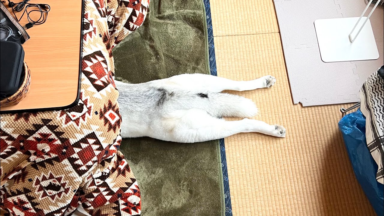 もうシベリアには帰れないハスキーの1年
