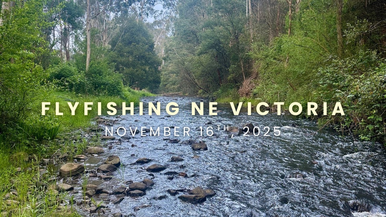 Fly Fishing NE Victoria 16/11/2025 