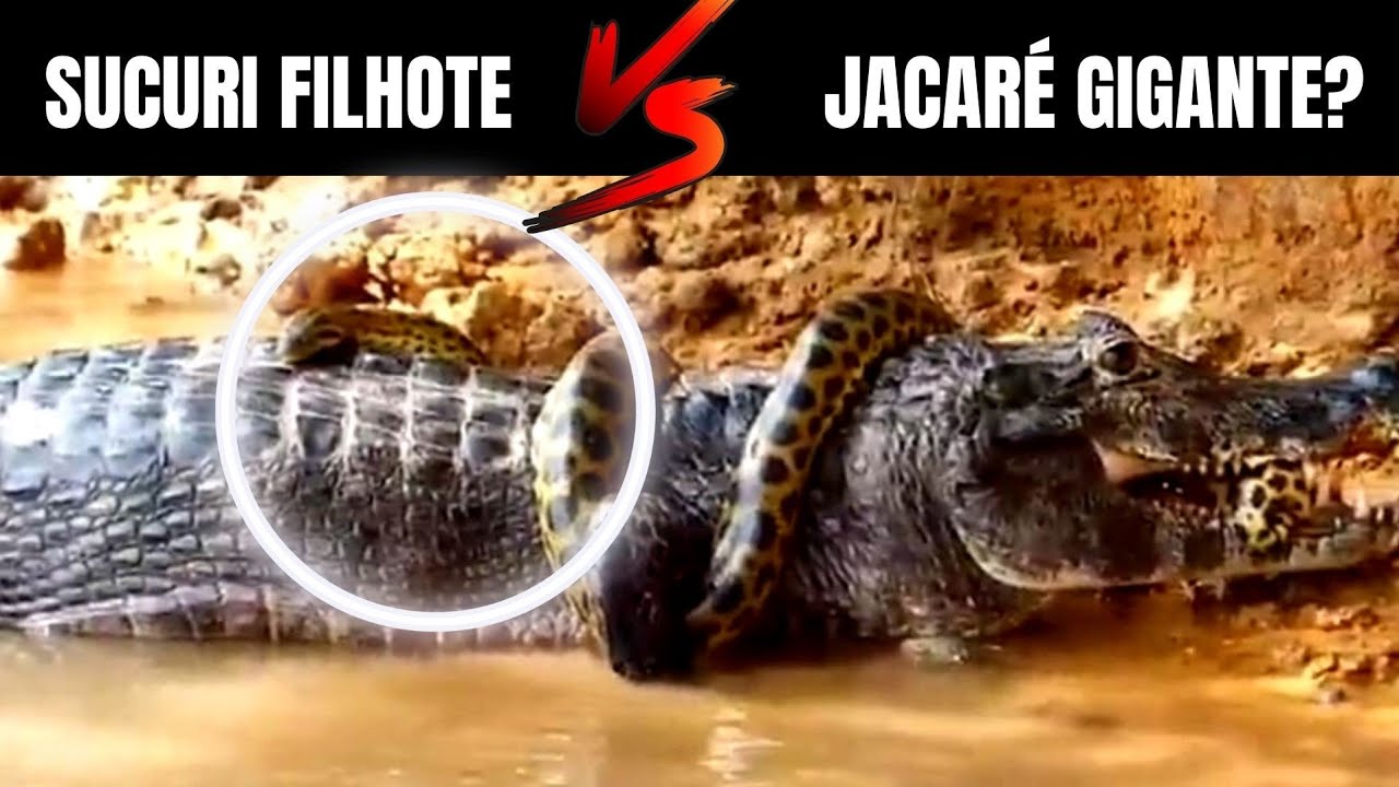 Sucuri pequena VS Jacaré gigante | Biólogo Henrique o Biólogo das Cobras