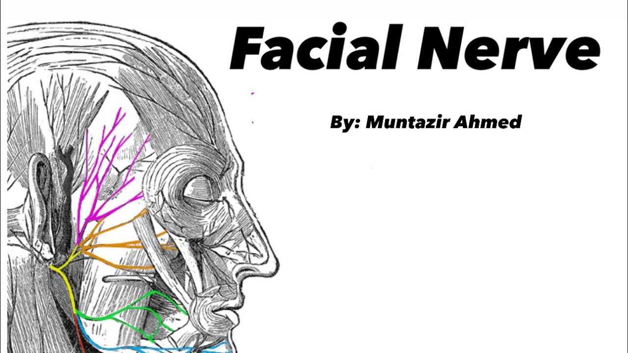 شرح ملخص facial nerve تشريح عام