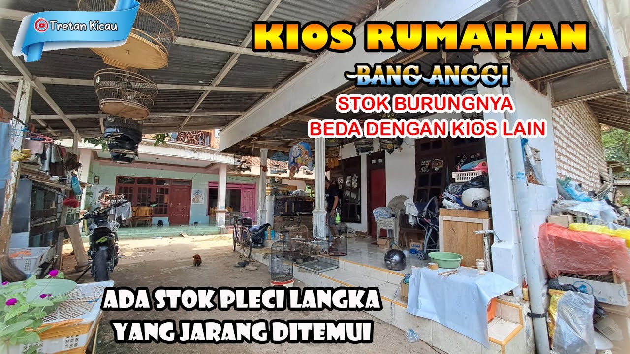 KIOS BURUNG BARU DI PAMEKASAN | Stok burungnya beda dengan kios lain!