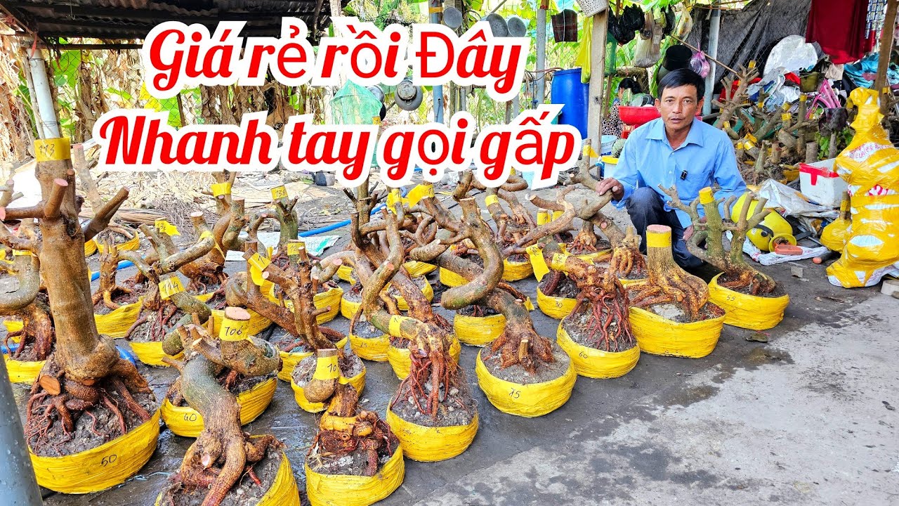 Anh Vũ 📲 0866173290 lô mai đế Vip giá rẻ mai Giảo Thủ Đức 20/3 (@MaivàngQuêdừa)