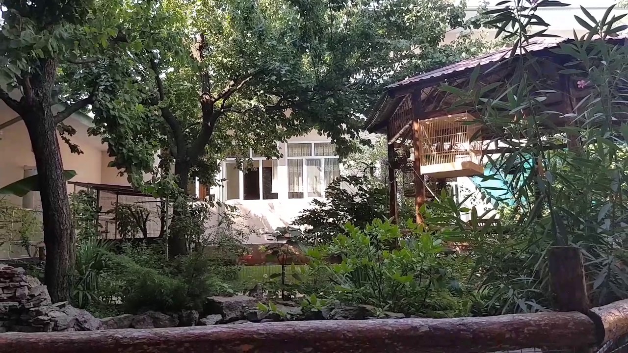 Белощёкая тимелия  ( Garrulax)