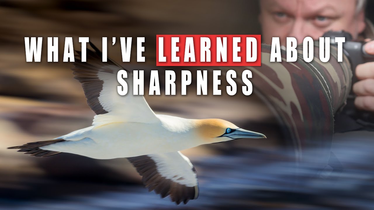 (13 MISTAKES) Why Your Wildlife Photos Are Still Soft