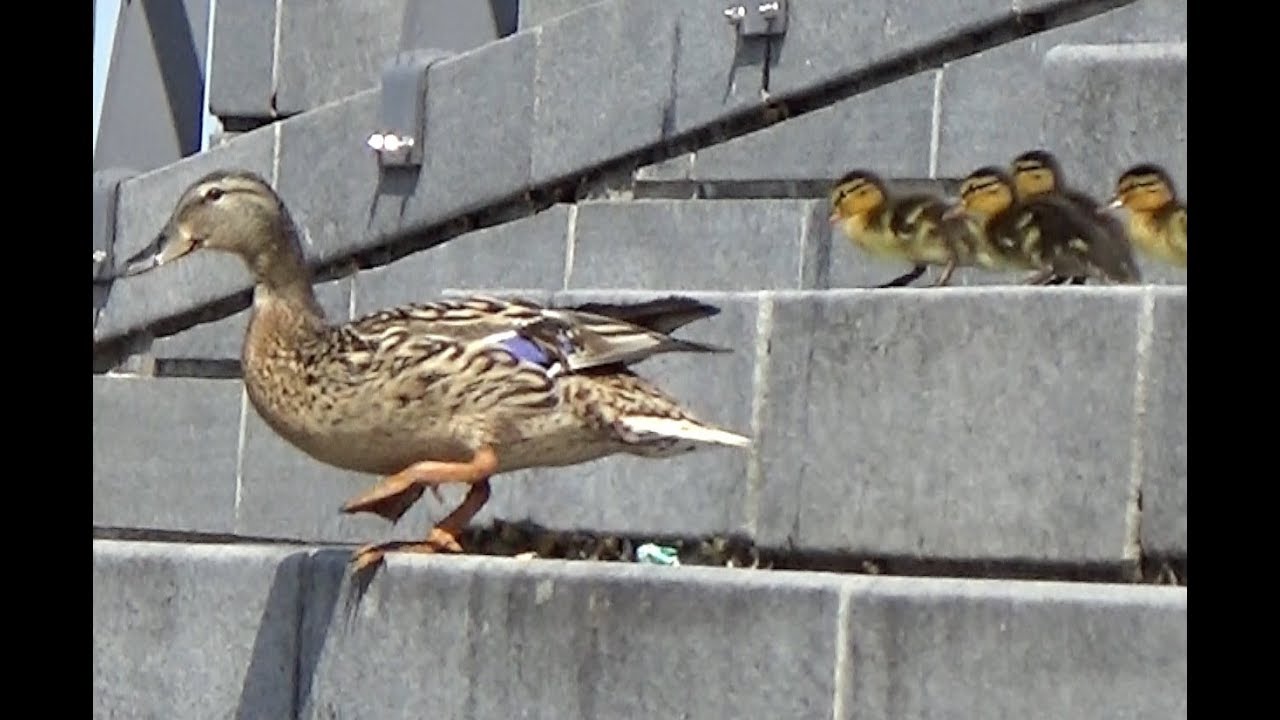 Sinisorsan pesä, Nest of Wild Duck 2017