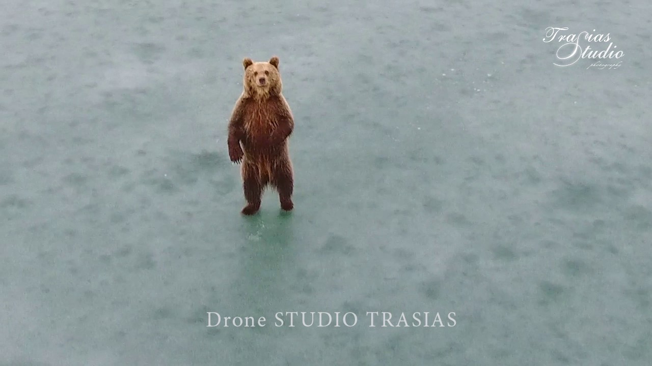 Kastoria,   TO ΑΡΚΟΥΔΑΚΙ ΣΤΗΝ ΛΙΜΝΗ BINTEO   studio trasias