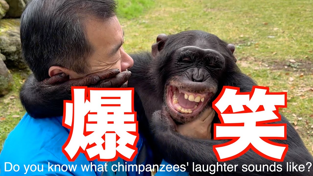 チンパンジーのプリンちゃん【爆笑イチャイチャ動画】パン君の娘Do you know what chimpanzees' laughter sounds like?モンキーふーちゃん阿蘇波野道の駅そば畑