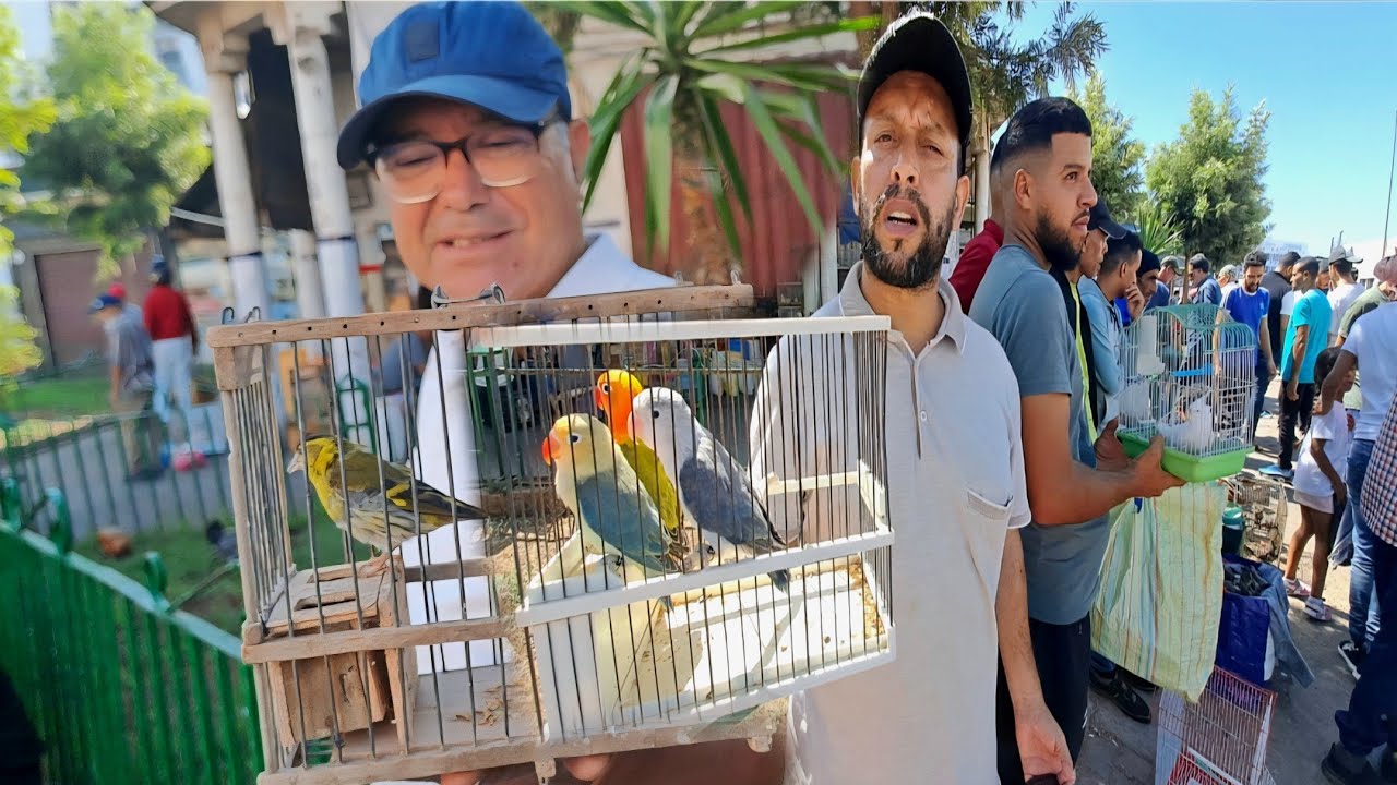 سوق القريعة للطيور والحيوانات بالدار البيضاء 🇲🇦اليوم السبت 2025/9/13 نمس حنش قورع وطواط الحداد