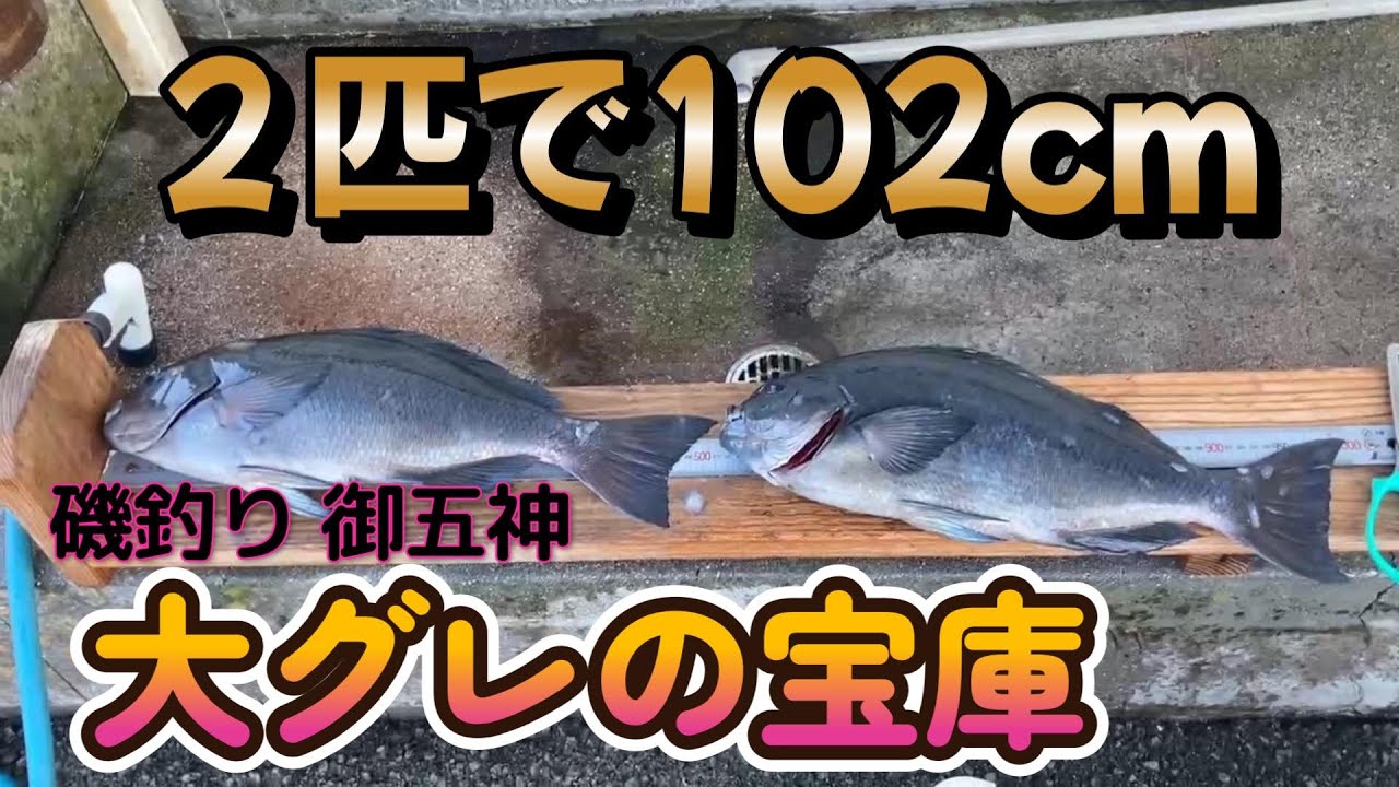 磯釣り御五神　大グレの宝庫