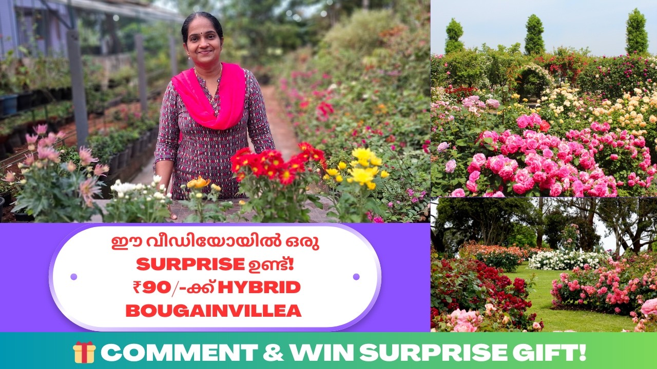 വെറും ₹90/-ക്ക് Hybrid Bougainvillea🌸 OFFER II MALAYALAM ‬VLOG 184 #specialoffers ‪@UshusHomeGarden