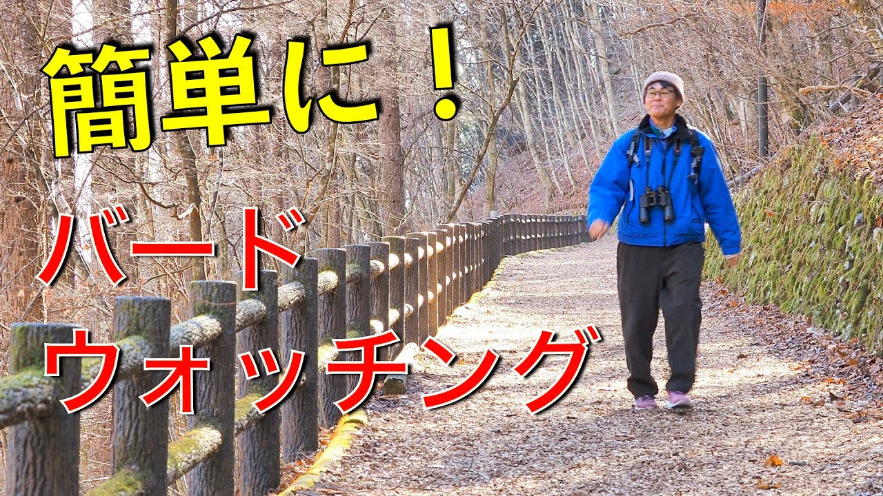 【野鳥観察】簡単にバードウォッチングを始めよう！