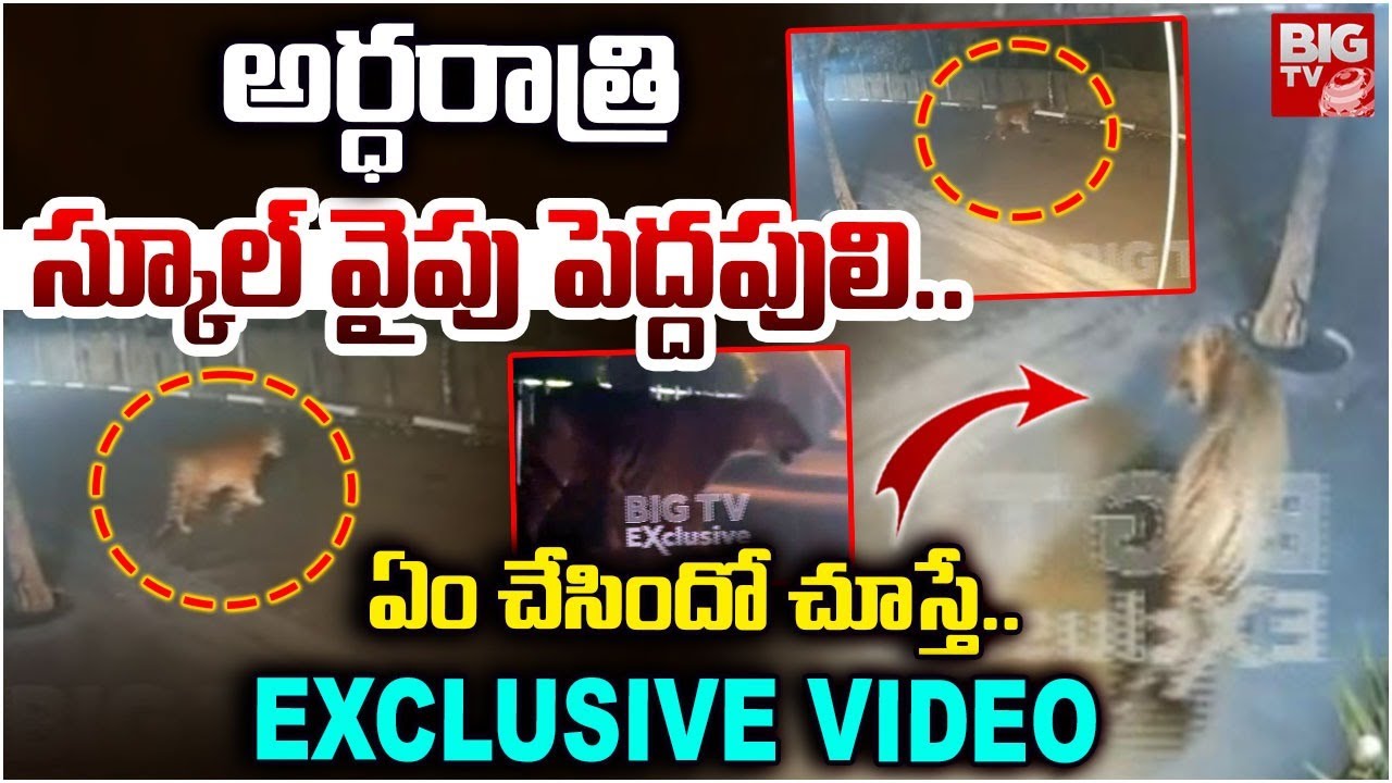 Tiger Spotted at Diwancheruvu | Tiger Alert in Rajahmundry | అర్ధరాత్రి స్కూల్ వైపు పెద్దపులి..