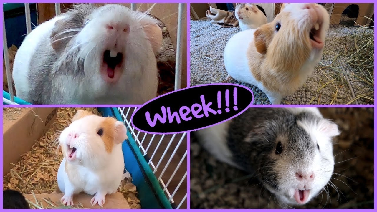1 hour of guinea pig noises!