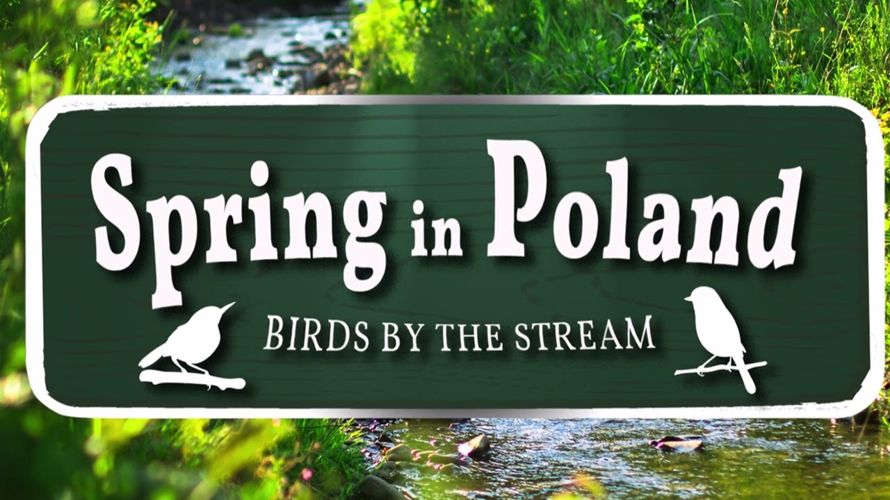 Spring in Poland - Great tit, nuthatch, chaffinch, common buzzard, starling and other #nature