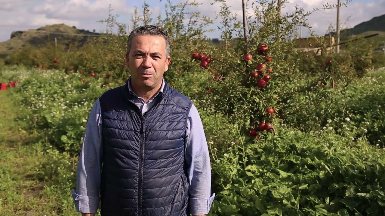 Arilli presentazione