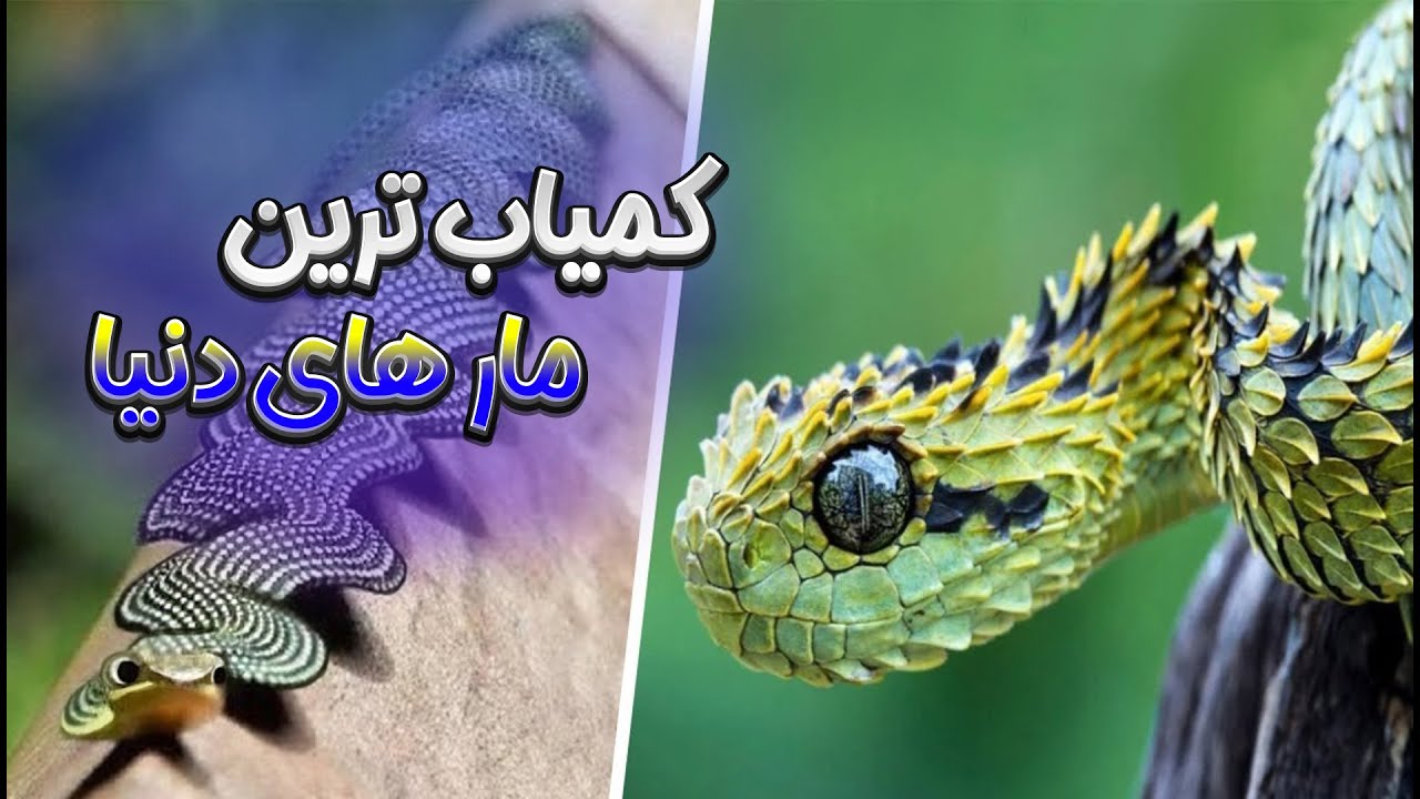 کمیاب ترین مار های دنیا