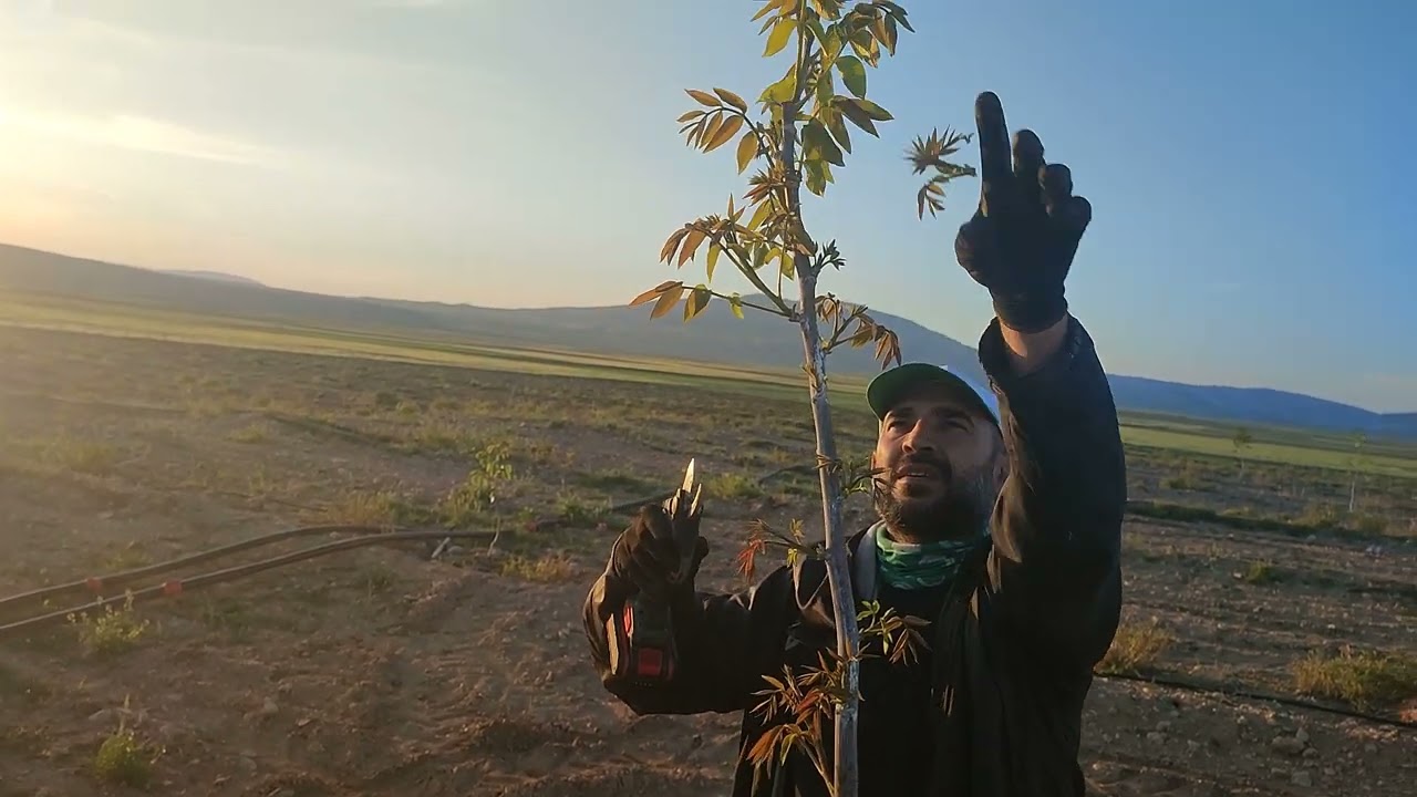 08.05.2024 CEVİZ BUDAMA (Walnut Pruning)