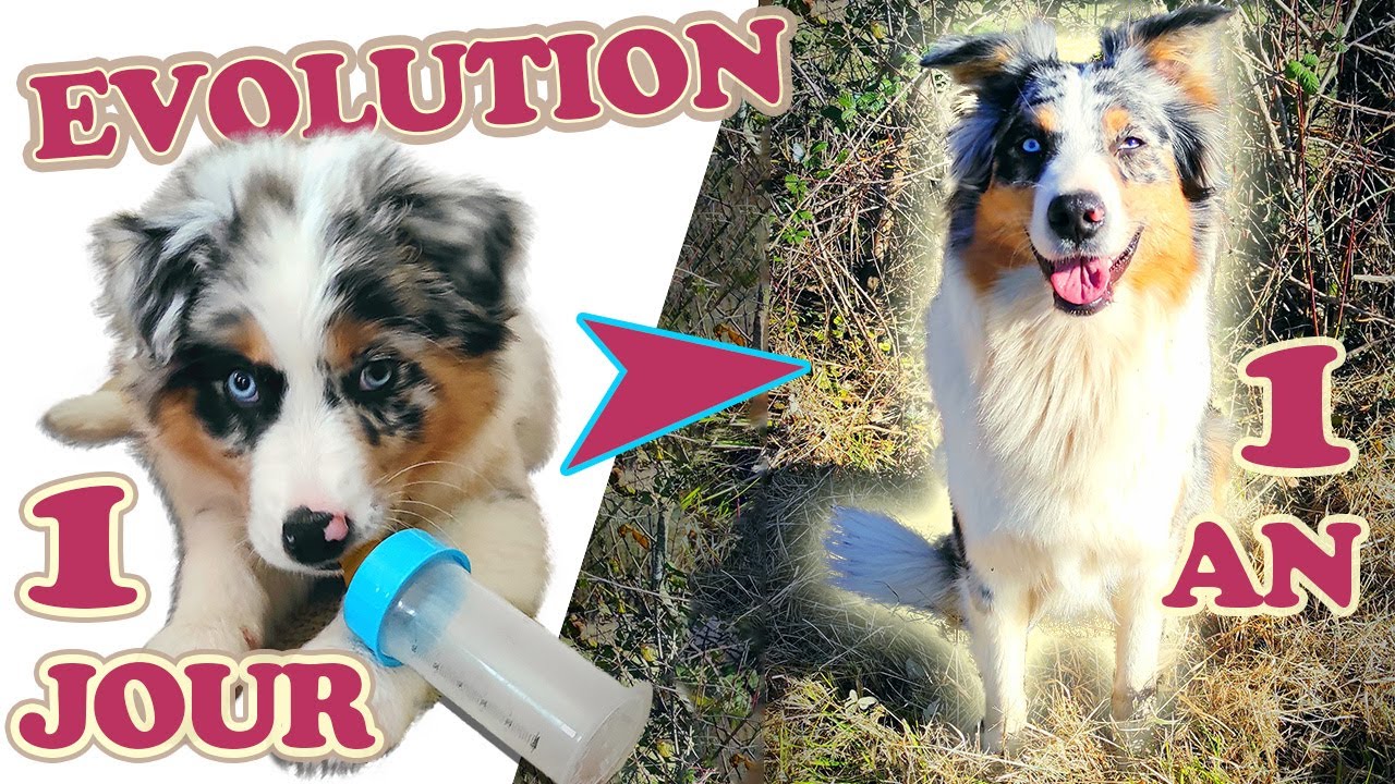 Mon Berger Australien : de 1 jour à 1 an ♥ !