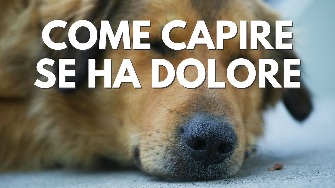 Come capire se il tuo cane ha dolore.