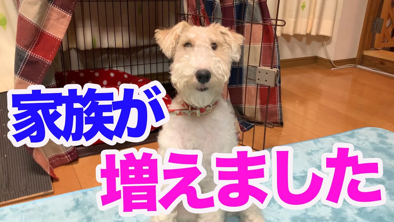 ワイヤーフォックステリアの里親になりました！エアデールテリアの麦の反応は？ Wire fox terrier and Airedaleterrier MugiVlog15