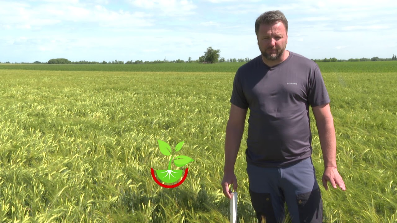 Amalgerol® őszi árpában aszály és fagykár fellépésekor, Dominkó Zsolt