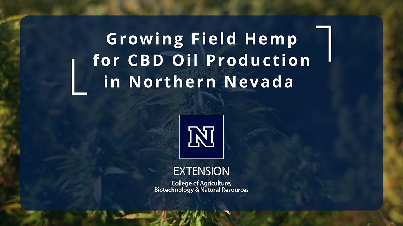 Growing Field Hemp for CBD Oil Production in Northern Nevada