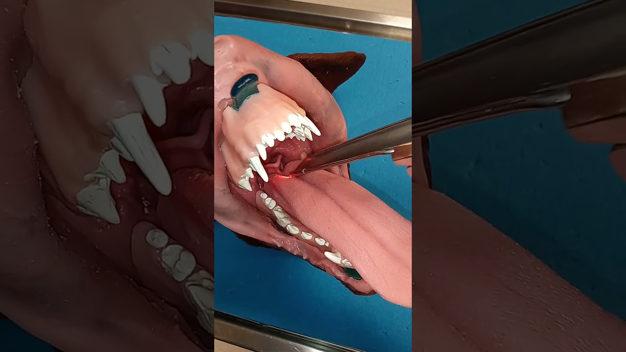 intubation of the dog