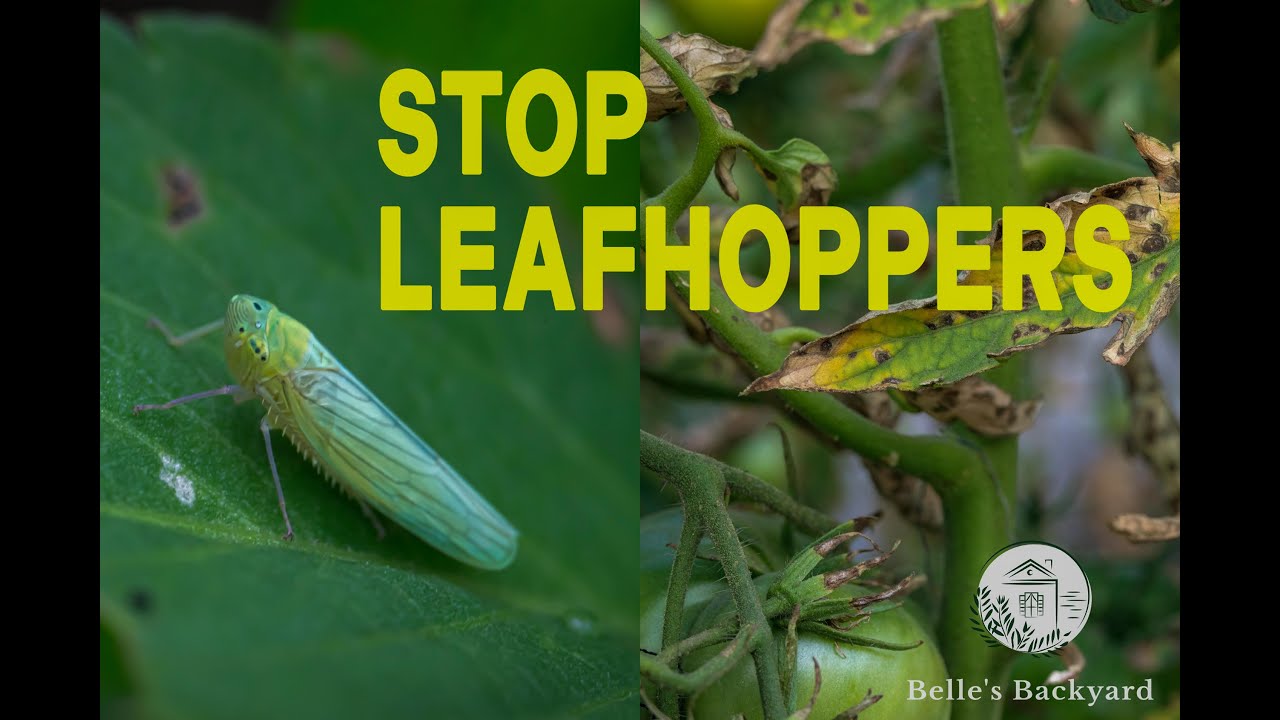 Garden Destroying LEAFHOPPERS And How To Stop Them NOW!