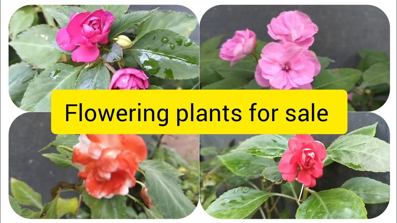 Garden മനോഹരമാക്കാൻ ഈ സുന്ദരികൾ മതി.#beutiful flowering plants for sale #online plants sale||garden 
