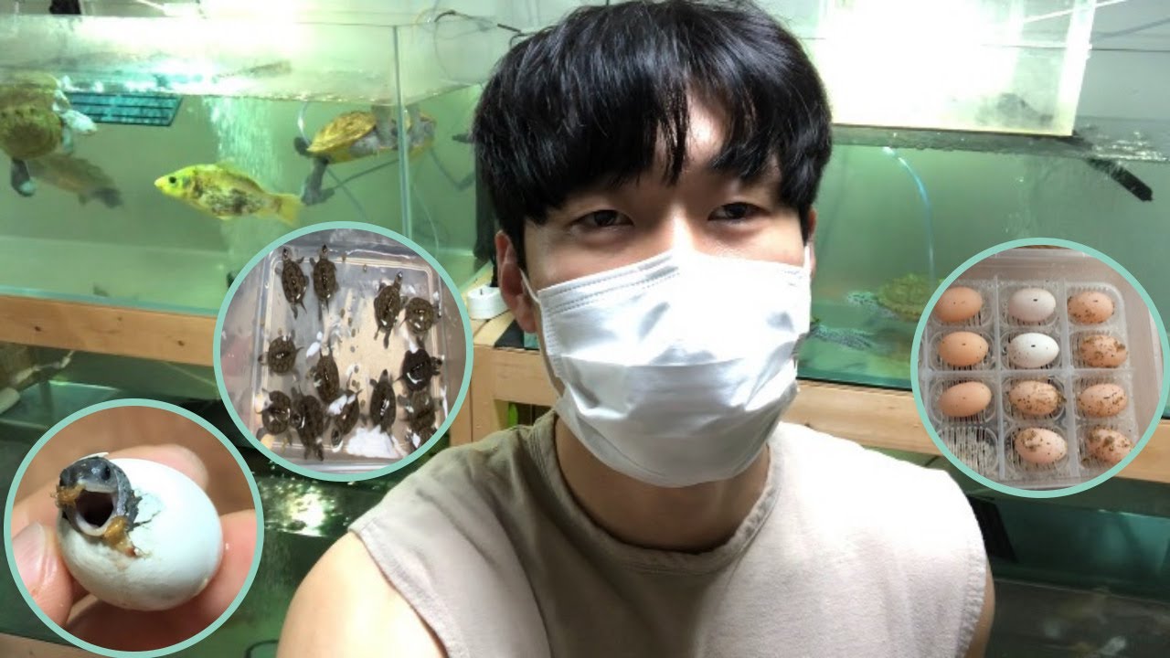다이아몬드백테라핀 번식 방법 총정리 Diamondbackterrapin breeding method