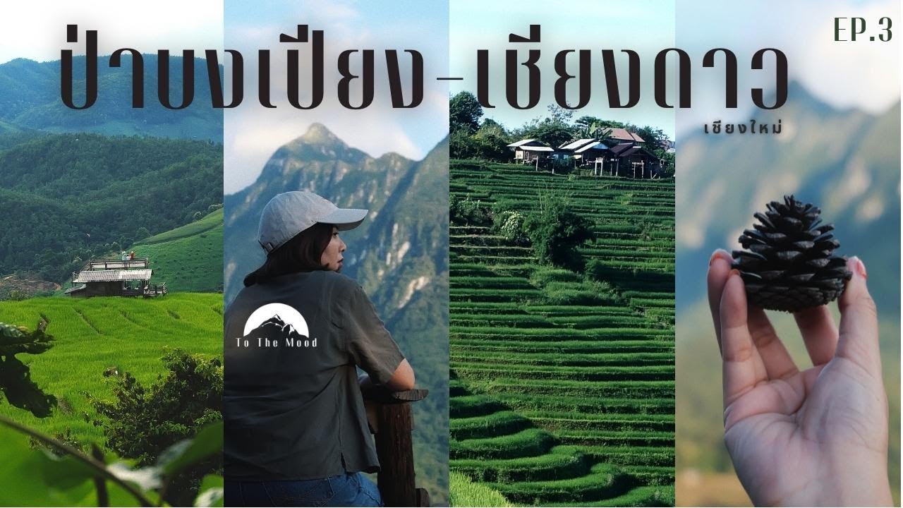 เช่ามอเตอร์ไซค์เที่ยว ป่าบงเปียง เชียงดาว เที่ยวเชียงใหม่ | To the mood EP.3