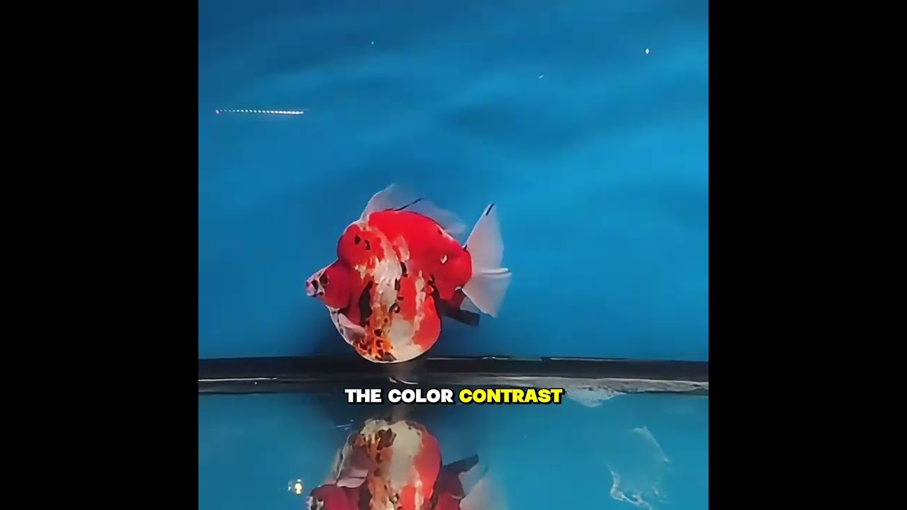 CERTIFIED QUALITY: 🥉 Ryukin Red White Secures Third Place at Major Goldfish Championship