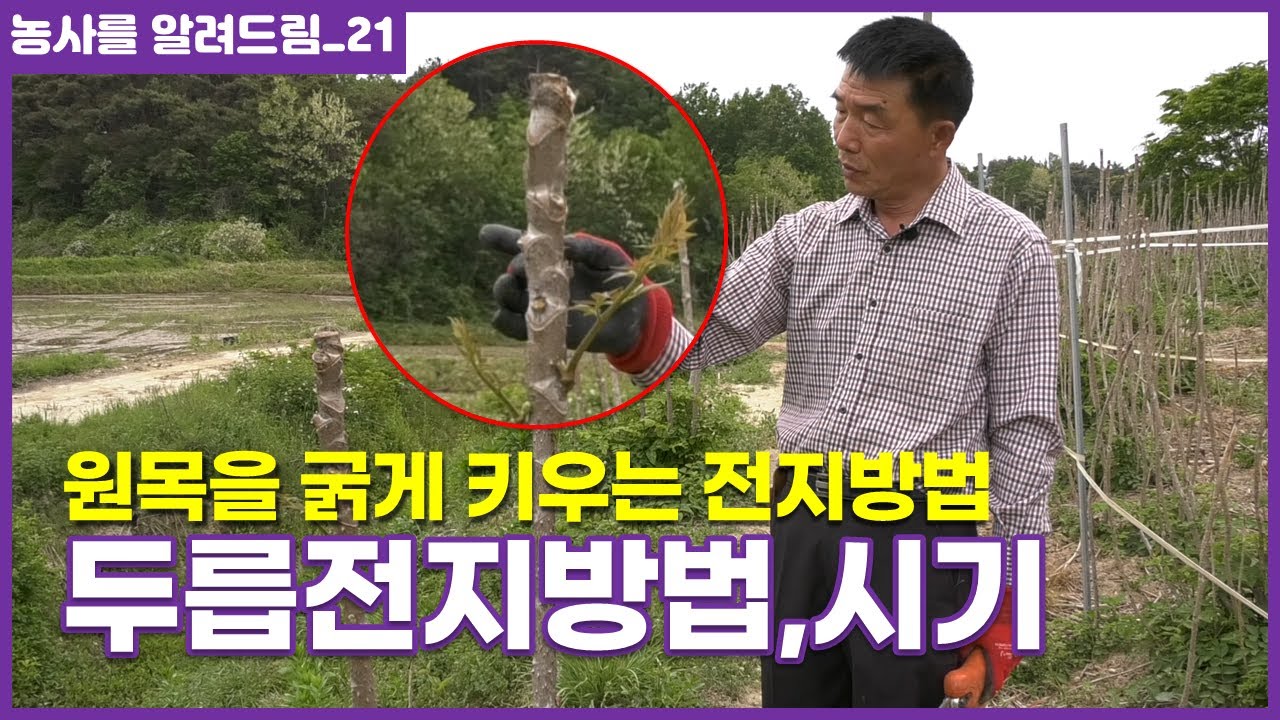 두릅 전지하는 방법 전정 시기 두릅나무 재배