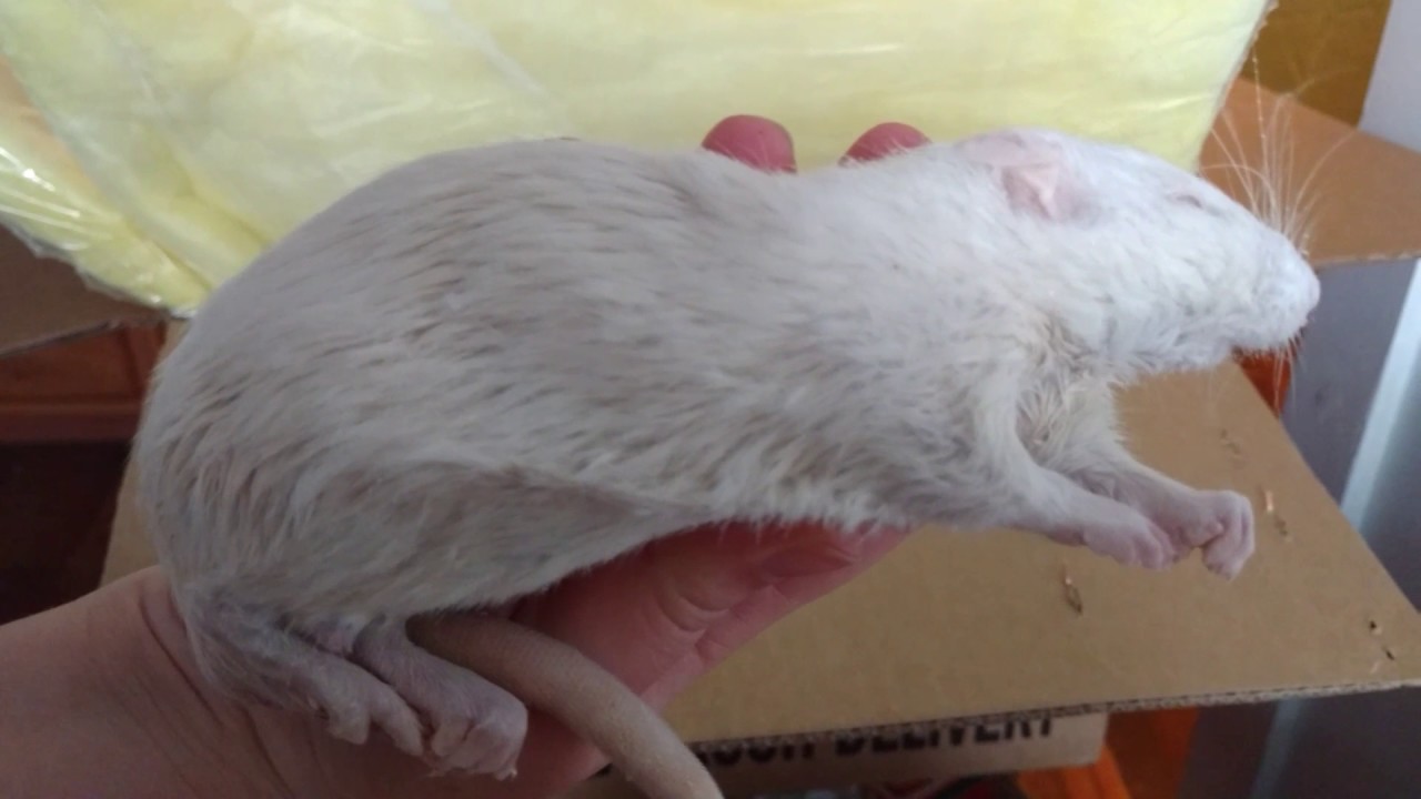 Rodent Pro unboxing & review