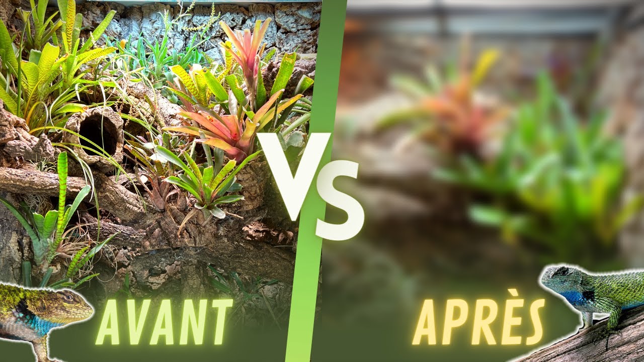 AVANT VS APR&Egrave;S, ON REFAIT LE TERRARIUM DES SCELOPORUS !