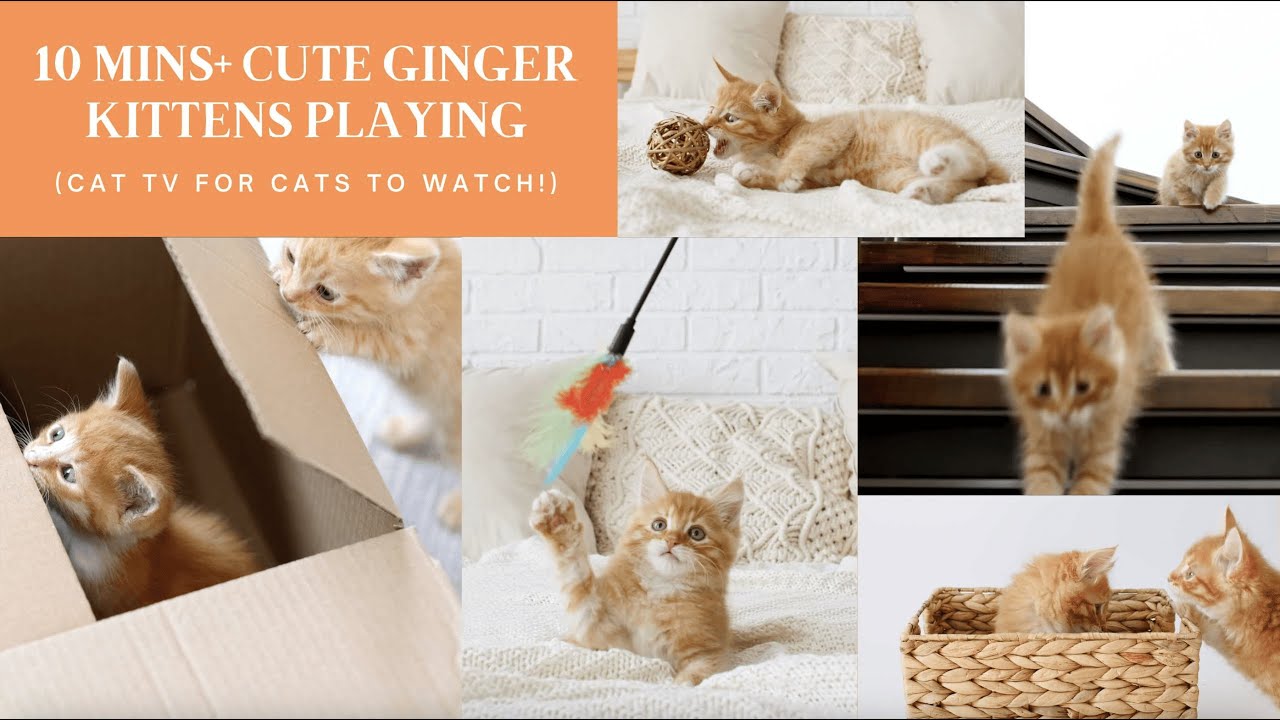 10 Mins+ Cute Kittens Playing (Cat TV For Cats To Watch!) - Cute Ginger Kitten Edition