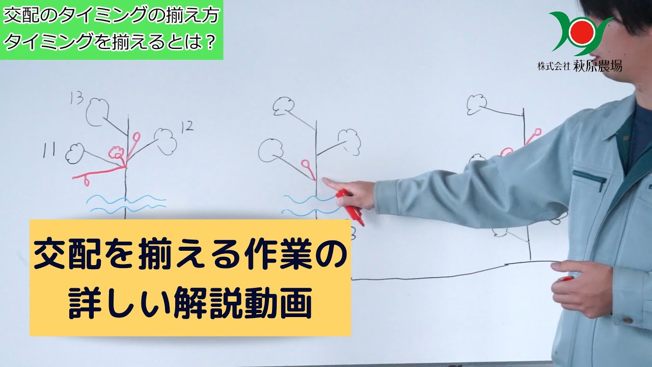 【アールスヴェルダ】交配を揃えるとは？交配作業をしやすくする解説動画！これをすれば生育も揃いやすくなる！