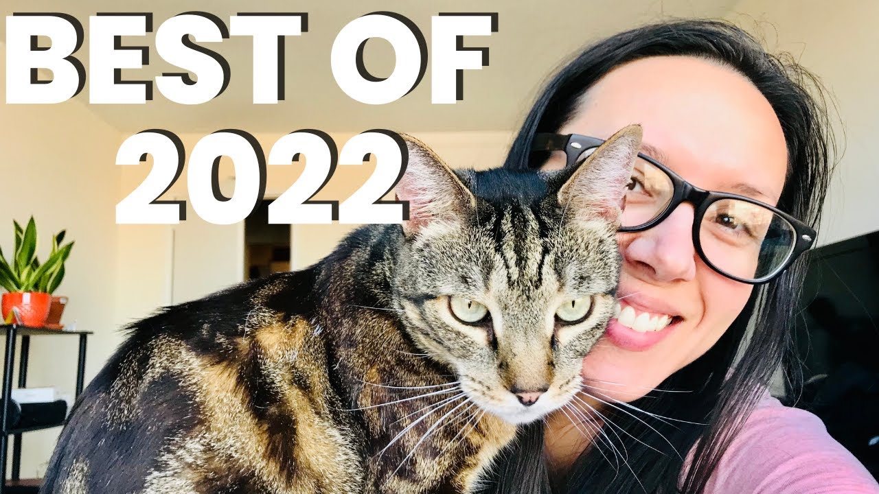 The ULTIMATE guide to your cat's happiness and enrichment