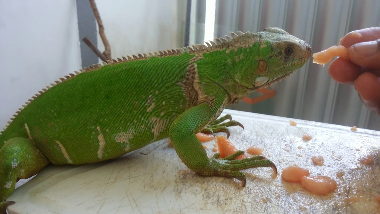 Alimentando a minha iguana hoje, ja com um ano e cinco meses.