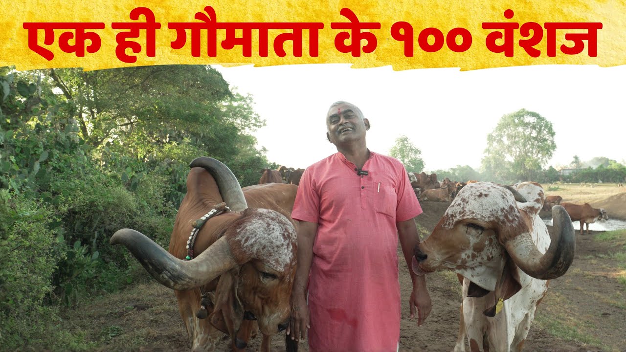 एक ही गौमाता के १०० वंशज | Gir Gau Jatan | Rameshbhai Rupareliya