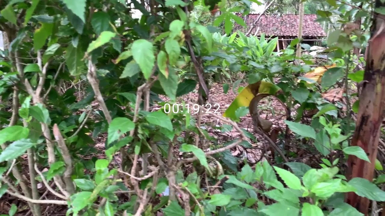 DIKELONI, PETI GENI - DINI KURNIA FT MUFLY KEY FULL ALBUM TERBARU BANYUWANGIAN FYP TIKTOK 2026