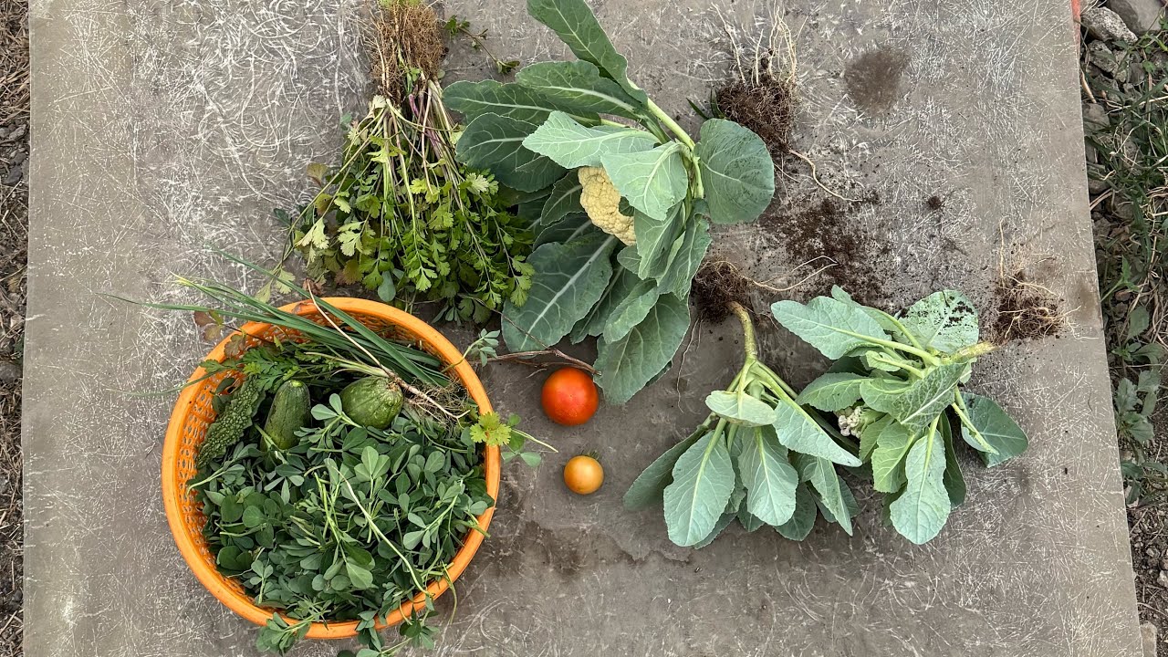 Aaj mene garden se kitni sari sabjiyaan todi