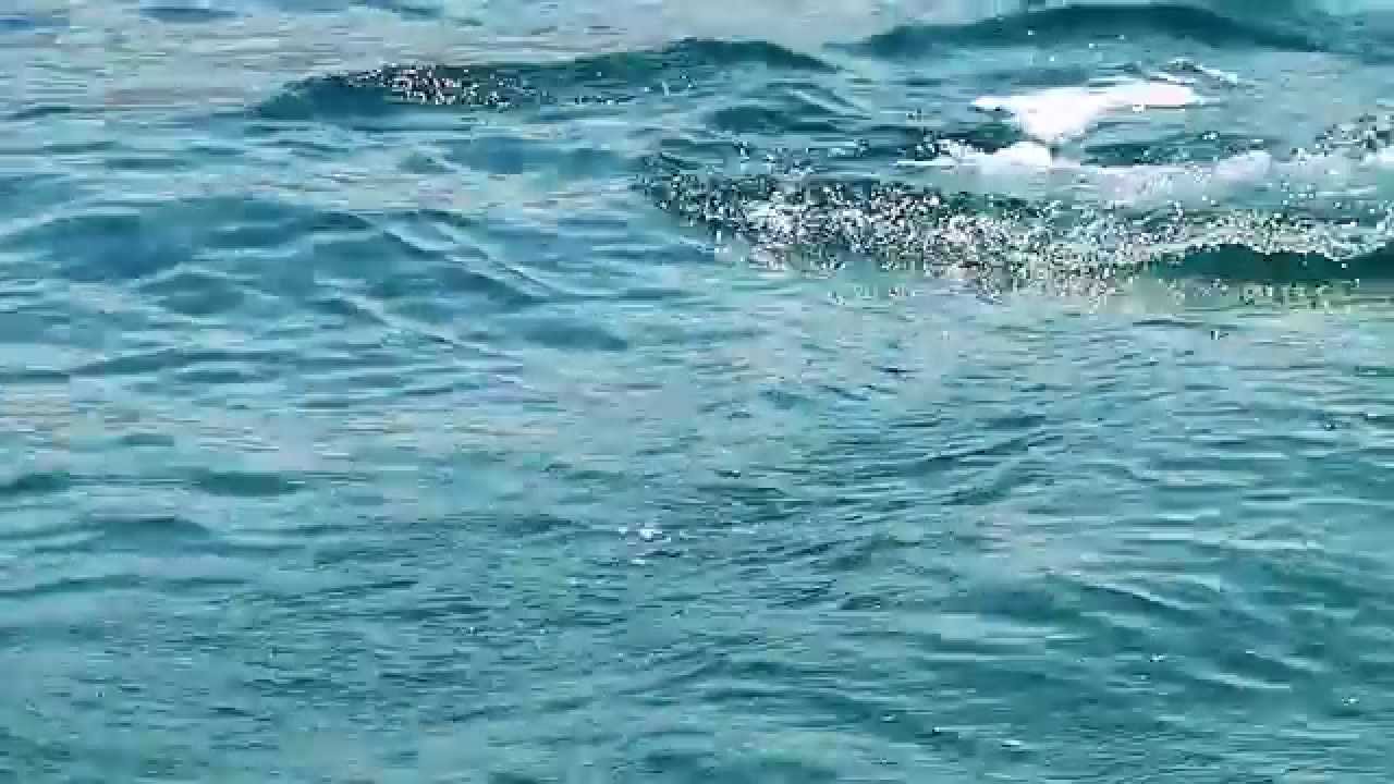 Giant Dorado - In La Paz on Seasons On The Fly