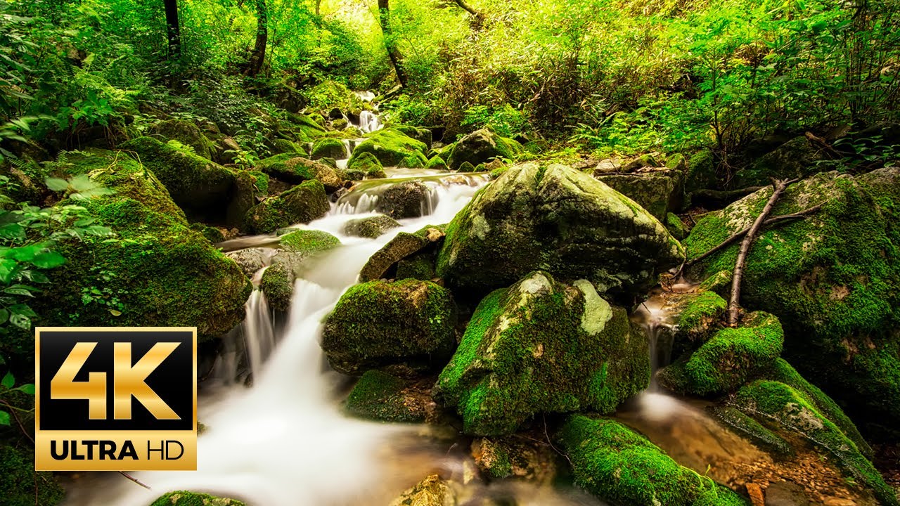 Water Stream Sounds : 4K Nature Concentration Relaxation Healing Music (1-Hour)