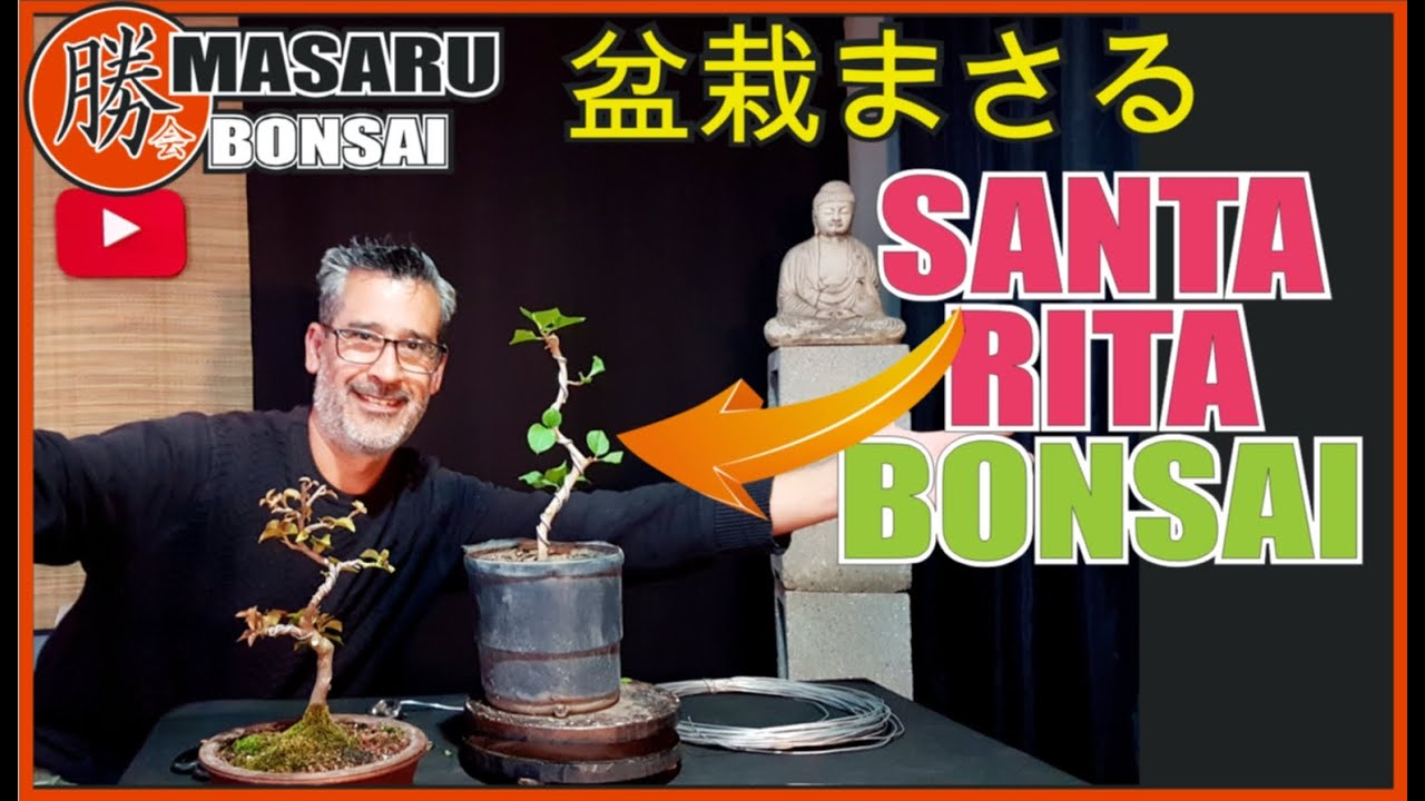 COMO HACER UN BONSAI DE BUGAMBILLIA - SANTA RITA SU PRIMER DISEÑO ASÍ DE FÁCIL!