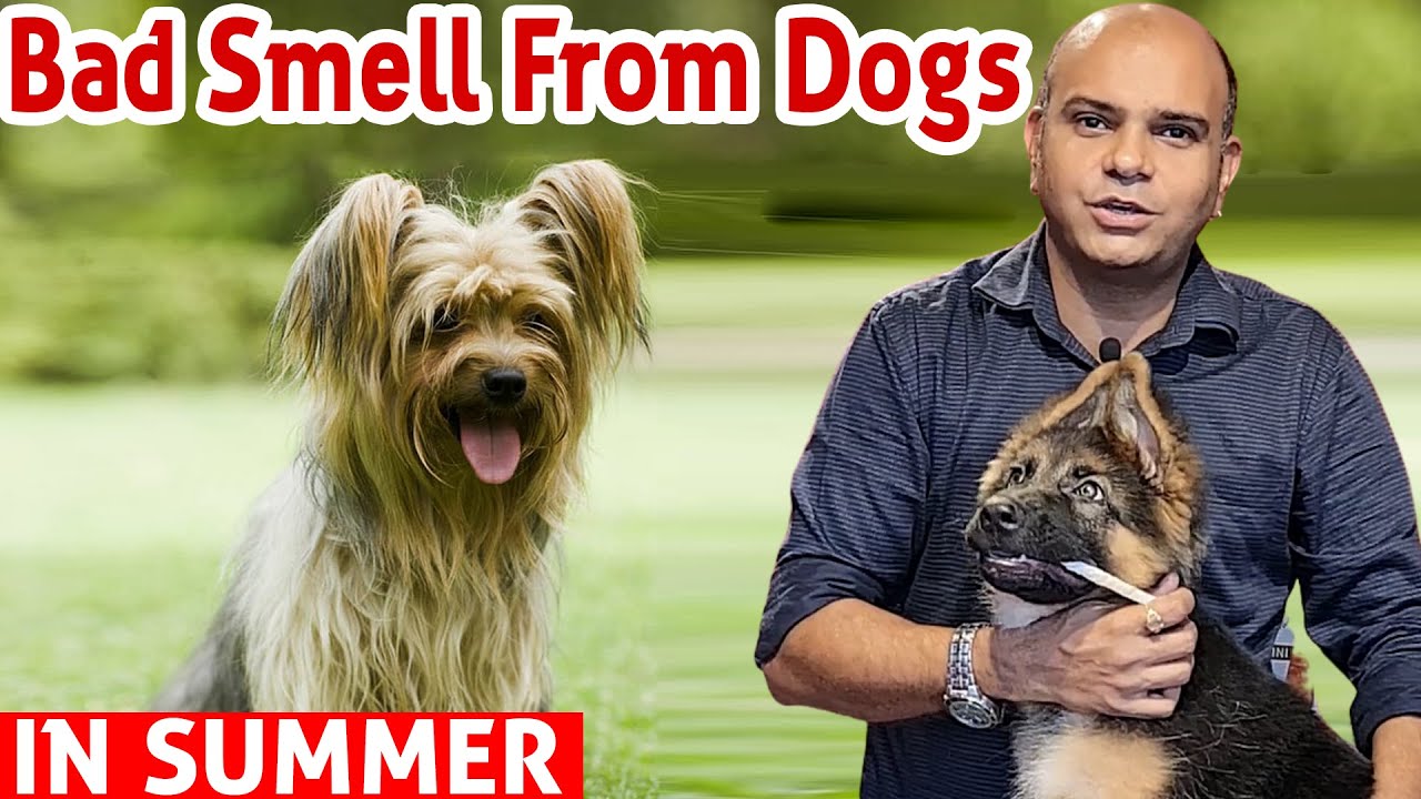 Dog Bad Smell Problem in Summer - How to Control Dog Odor? Hair Shedding Problem | Baadal Bhandaari