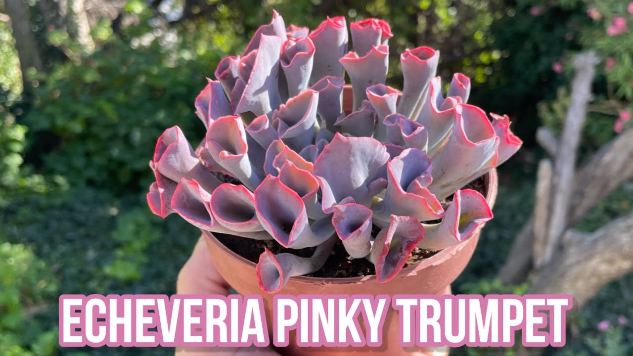 ECHEVERIA PINK TRUMPET | Cuidados, Origen y Reproducción