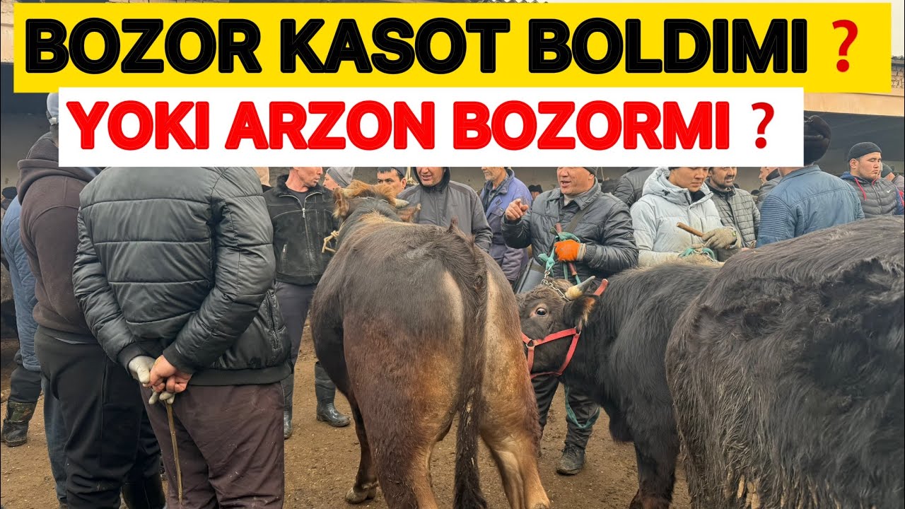 🛑RASA BOQMA BUQA OLADIGAN BOLDI‼️BOZOR KORING TANISHING