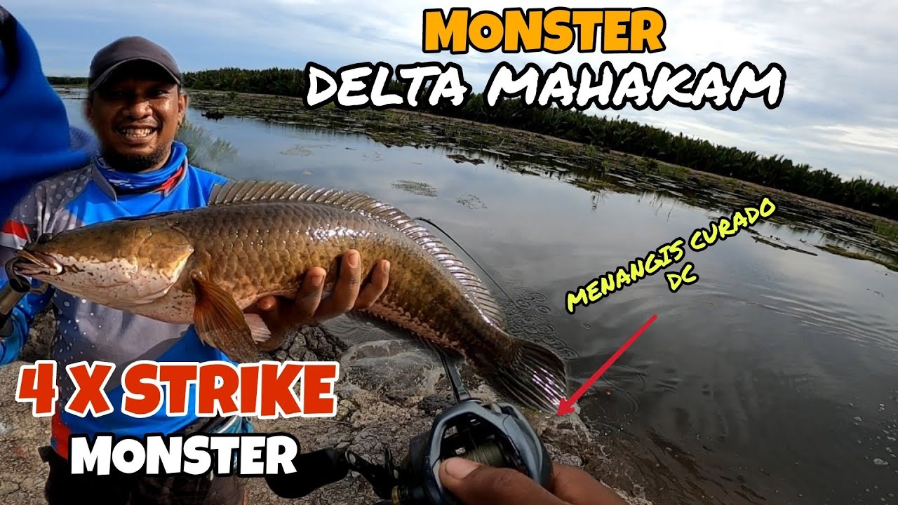 PECAH REKOR 💯 MONSTER DELTA MAHAKAM ‼️ CASTING GABUS HARUAN REEL CURADO DC SAMPAI MENANGIS 😭